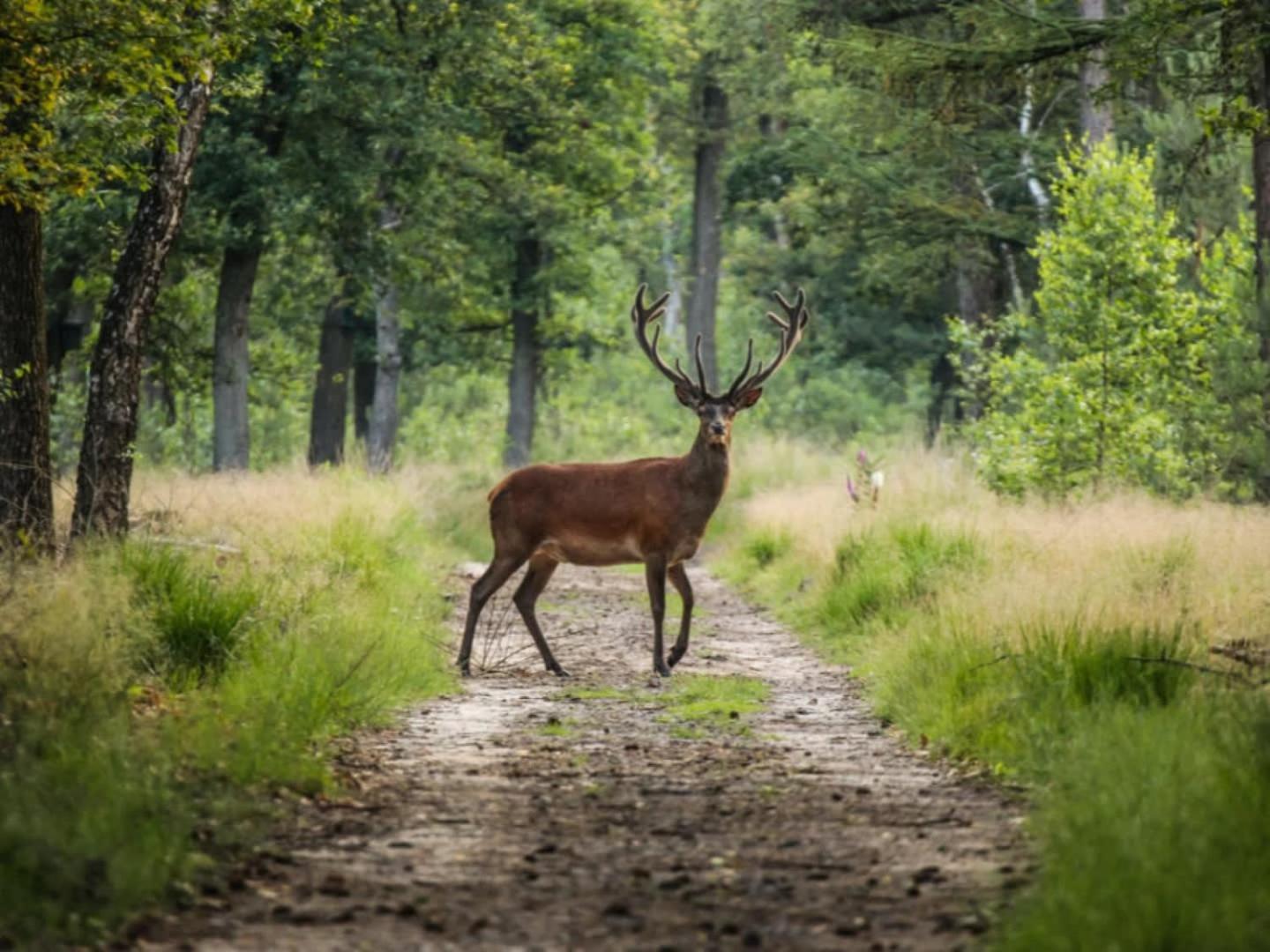 Vakantiehuis Op Rustig Bospark Veluwe Voorthuizen Extérieur photo