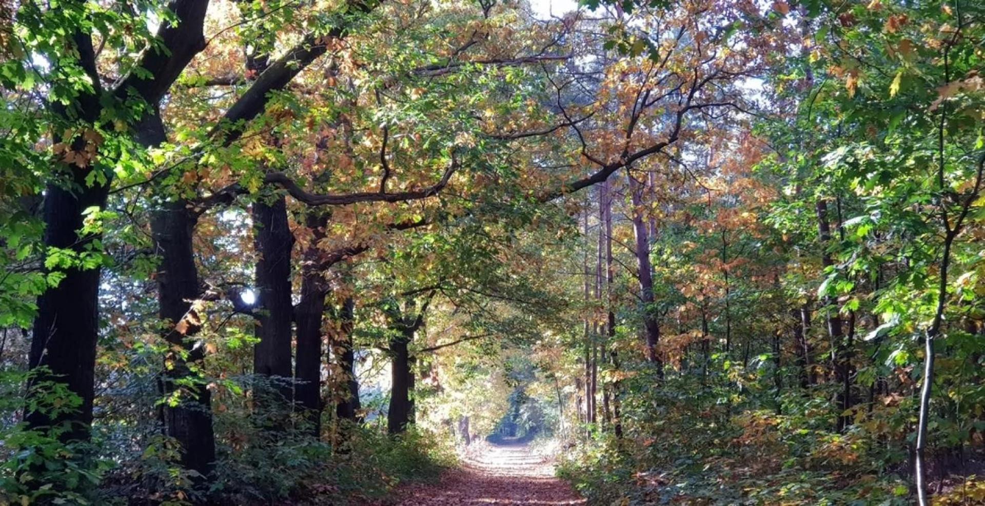 Vakantiehuis Op Rustig Bospark Veluwe Voorthuizen Extérieur photo